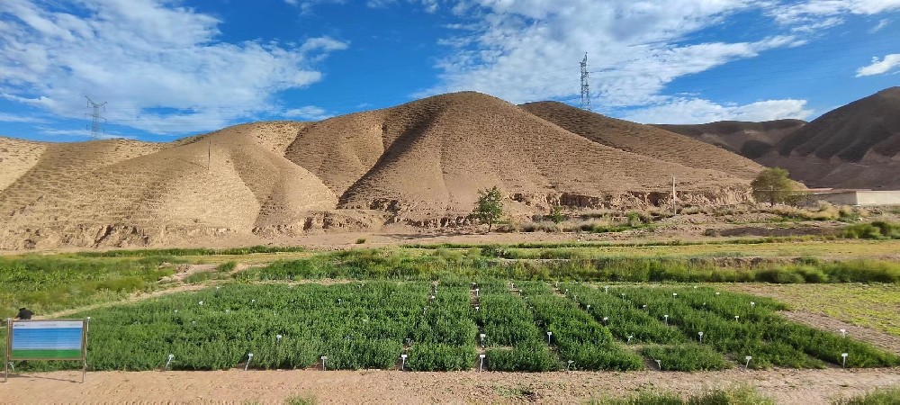 華豐草業苜蓿種質資源圃建成